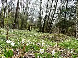 Přírodní rezervace na jaře