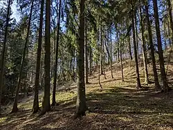 les na území přírodní památky v březnu 2023