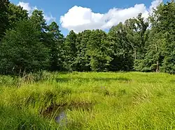 jižní část PP Písečná-mokřad