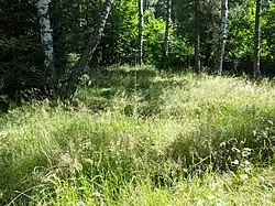 březový háj při okraji chráněného území