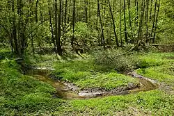 Podmileský potok v přírodní památce Podmilesy