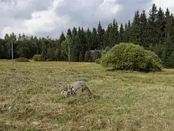 vlhké luční porosty s rozesetými žulovými balvany v PP Tichá říčka