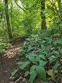 PP V hlubokém v červenci 2021