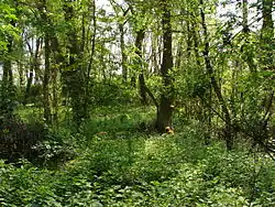 Porost v měkkém luhu (2.5.2014)