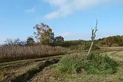 Rákosem obrostlé břehy rybníka