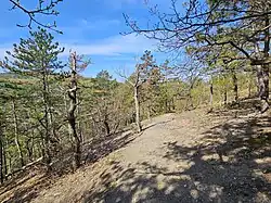 suťový les na Vystrkově v dubnu 2024