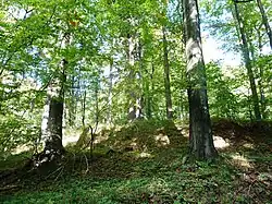 Přírodní rezervace Vápenka