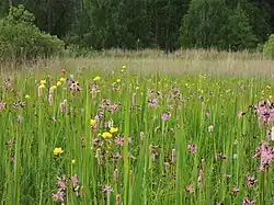 Rozkvetlá Červená louka