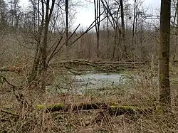 jezírko ve východní části rezervace