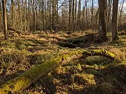 jádro chráněného území v prosinci 2021