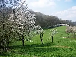 Oblast rezervace na jaře