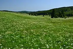 Horská louka u Háje