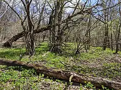 světlý přirozený les na území rezervace