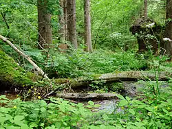 Kříženecké mokřady