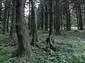 Smíšený porost v dolní části PR Komáří vrch