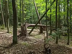 přirozený lesní porost na území PR v červenci 2022