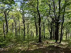 Horský listnatý les na strmých svazích Luže