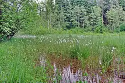 Přírodní rezervace Mechové údolí