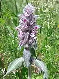 PR Milská stráň - čistec německý (Stachys germanica)