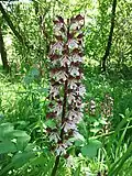 PR Milská stráň - vstavač nachový (Orchis purpurea)