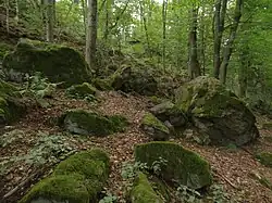 Svah s balvany v přírodní rezervaci Přimda