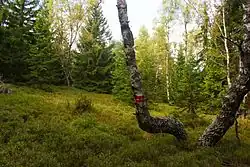 V rezervaci Pod Popelní horou