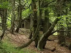 Bunkr ve smíšeném pralesovitém porostu na Sedloňovském vrchu