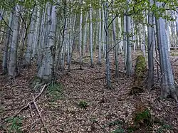 bučina ve střední části PR