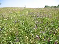 Květnatá louka na vrcholové partii Svince