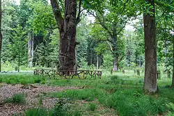 Dub za Velkou Houkvicí