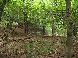 Pohled na les na lokalitě