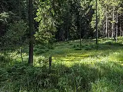 lesní rašeliniště při okraji PR V Podolánkách