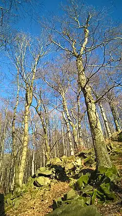 Bučiny v PR Velký Vápenný