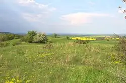 Stepní porost na Špičáku