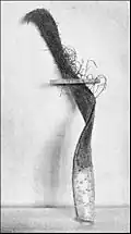 Asparagus fasciation, 1892–1893, Popular Science Monthly
