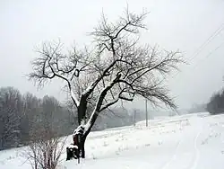 Špirudova oskeruše