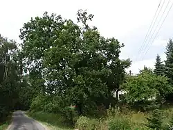 Památný strom Dub u Hadí hory - hájenka Petrůvky