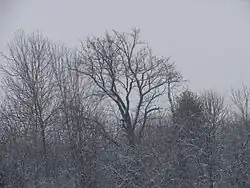 Tomečkova oskoruša