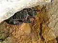 Krab měnlivý schovávající se ve skalní štěrbině