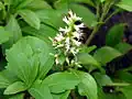 Pachysandra klasnatá (Pachysandra terminalis)