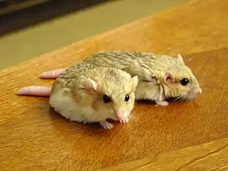 alternativní popis obrázku chybí