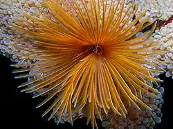 Oranžová palpární koruna rournatce, uprostřed nápadný přijímací otvor