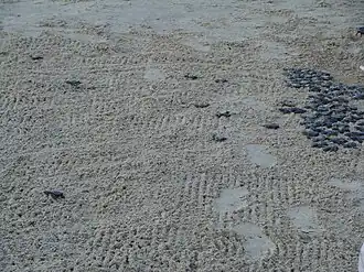 Mláďata před vypuštěním do moře