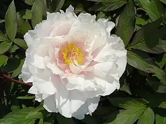 alternativní popis obrázku chybí