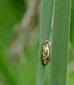 Žlutočerná rákosnička na listu