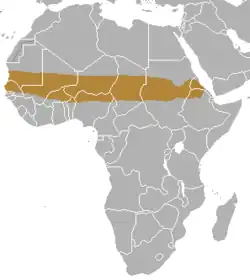 areál rozšíření lišky písečné