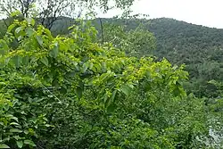 pohled na krajinu porostlou křovím, v popředí kvetoucí trnovec