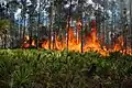 Přirozený požár v borovém porostu se serenoou na Floridě