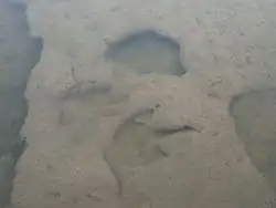 Dinosauří stopy v řece