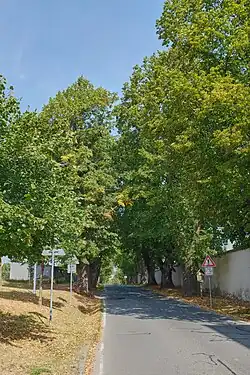 Začátek aleje v Trhanově